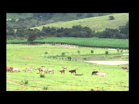 O Doutor e o Caipira - Goiano e Paranaense