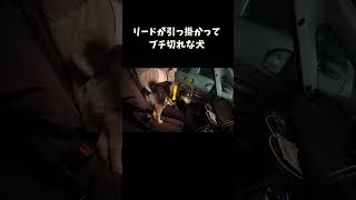 リードが引っ掛かってブチ切れな犬