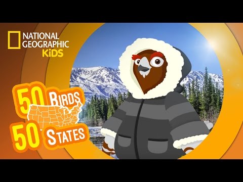 Alaska - Feat. Rapper MC Will the Willow Ptarmigan | 50 BIRDS, 50 STATES