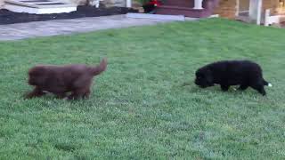 Newfoundland Puppies For Sale