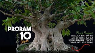 Download lagu KOLEKSI BERBAGAI JENIS BONSAI MILIK KOLEKTOR SITUBONDO, BONSAI AMPLAS PUTIH (Ficus fraseri) mp3 Download lagu KOLEKSI BERBAGAI JENIS BONSAI MILIK KOLEKTOR SITUBONDO, BONSAI AMPLAS PUTIH (Ficus fraseri) mp3