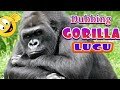 DUBBING GORILLA LUCU Kehidupan Keluarga Gorilla Humor Dan Gokil