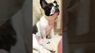 爪切りから逃げ回ってます😂#shorts 　　　　　　　　　　　　　　　　　　　　　　　　　　　　　　　　　　　　　　　　 "I'm running away from nail clippers"