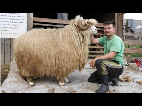, title : 'Câte KG de lână are un berbec și o oaie BALĂ după tuns!? La povești cu Dănuț de la Negrești-Oaș 2021'