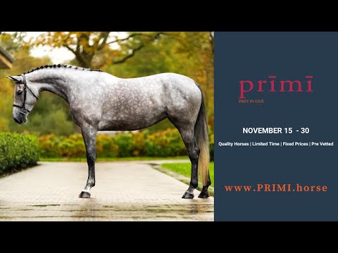 Prīmī – First in Line present's Talina  - Presentation & Flat