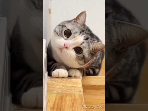 Vidéos amusantes de chats 🤣