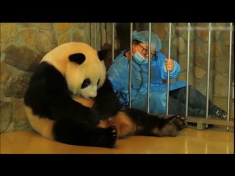 , title : 'Δείτε πόσο εύκολα γεννάει δίδυμα ένα Panda'