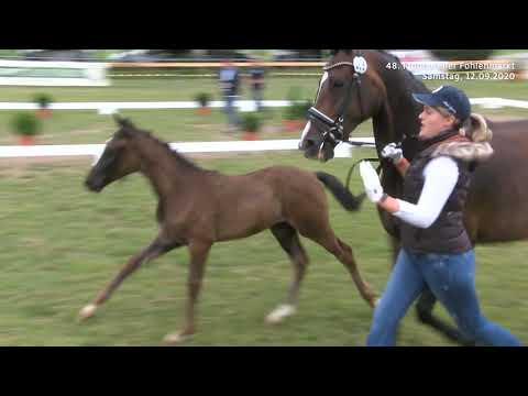 Fohlenmarkt Fronhofen - KN 7 V Plus - Silberschmied