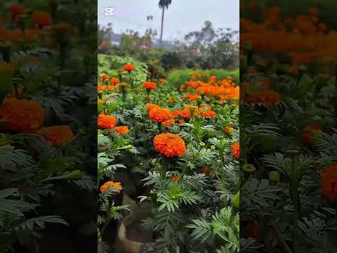 Flowers looks really amazing ❤️❤️❤️#flowers