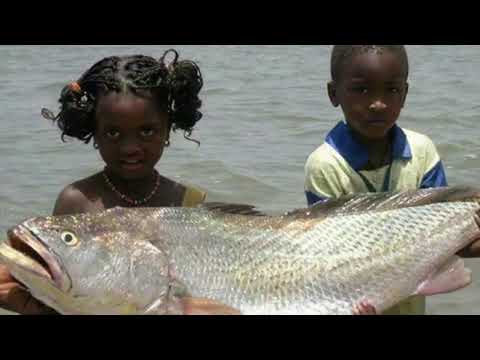 Cheick Oumar - Fuuta Haanki
