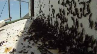 Crazy Love Bug Invasion