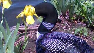 Loon Family Waiting on the Second Egg to Hatch  06 04 2012