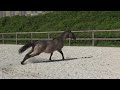 Pouliche kwpn Grullo ou smoky 