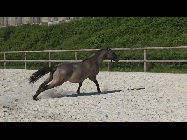 Pouliche kwpn Grullo ou smoky 