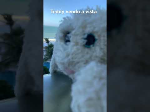 Teddy vendo a vista