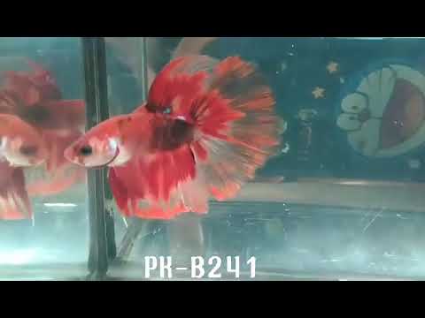 (PK-B241) RED KOI CELLOPHANE HALFMOON MALE BETTA