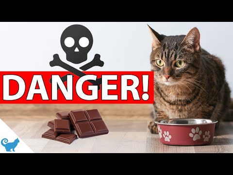 What make chocolate DEADLY to cats?