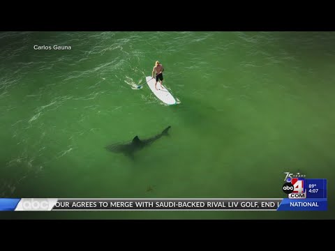 New research from Cal State Shark Lab shows shocking shark research