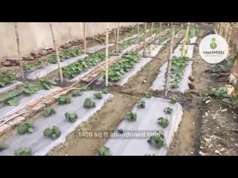 1400 Square foot Vegetable Garden at Khardah.