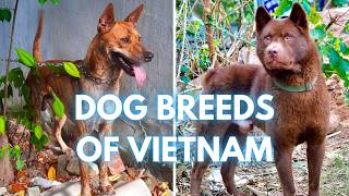 Native Dogs of Vietnam: Discover all 4 Unique Breeds