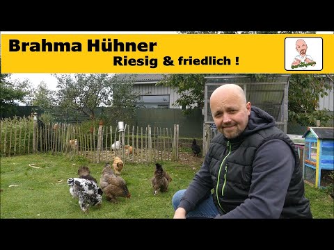 Brahma Hühner: Sanfte Riesen für Familie, Garten und Selbstversorgung