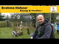 Brahma Hühner Sanfte Riesen Für Familie Garten Und Selbstversorgung