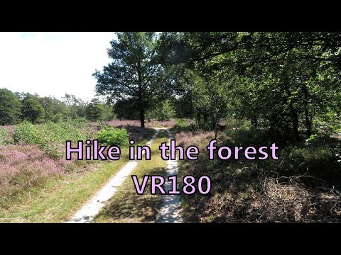 VR180 Hike in Heather fields and Forest in Veluwe park Netherlands Insta360 EVO