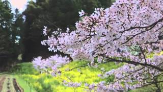 Yumi Matsutoya Haru yo koi