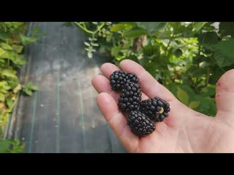 Ежевика Карака Блэк Купить В Москве Саженцы