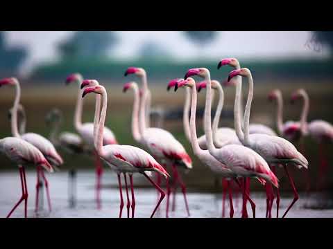 download lagu mp3 mp4 Birds In Bhigwan, download lagu Birds In Bhigwan gratis, unduh video klip Birds In Bhigwan