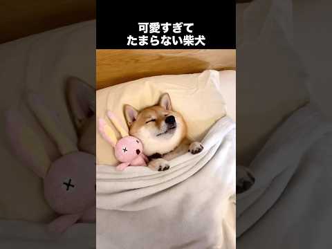 柴犬の可愛い瞬間を集めたらスマホ離せなくなった #犬 #柴犬