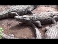 Walt Disney World Disney S Animal Kingdom Wild Africa Trek Nile Crocodiles HD 2013