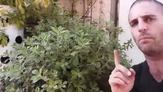 צמח דוחה יתושים - פלקטרנתוס