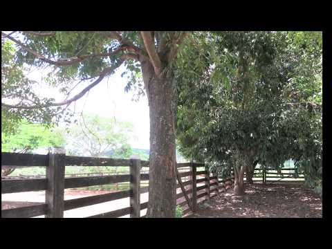 Fruta Boa video