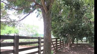 fruta boa brant milton nascimento