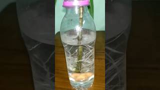 Propagation of Oleander in water #shorts #oleander