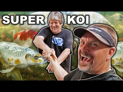 MONSTER *KOI* for SHAQ