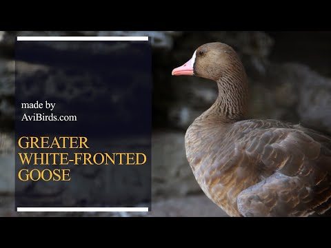 Husa bieločelá (Anser albifrons) — Greater White-fronted Goose charakteristika druhu