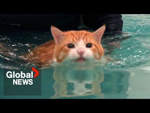 Fat cat "Peaches" makes splash on TikTok over weight loss routine