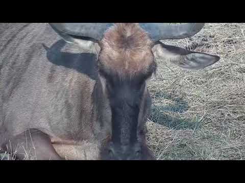 Djuma: Wildebeests in the shade - 15:41 - 10/02/21