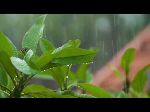 Rain Sound and Rainforest Animals Sound