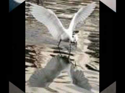 daješ  mi krila.WMV