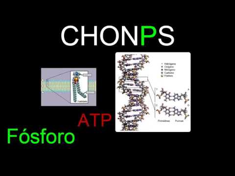 Biogeochemical Cycles | Ecology | Biology | Khan Academy in Spanish