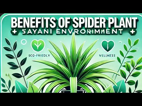 Spider Plant || Benifits Of Spider Plant | Sayani Environment ||