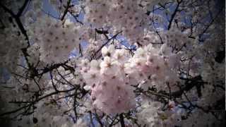 preview picture of video 'My First 5X5 vignette - Blossom Tree in Springtime'