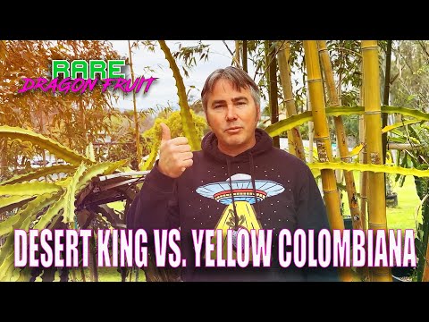 DESERT KING DRAGON FRUIT VS. YELLOW COLOMBIANA DRAGON FRUIT