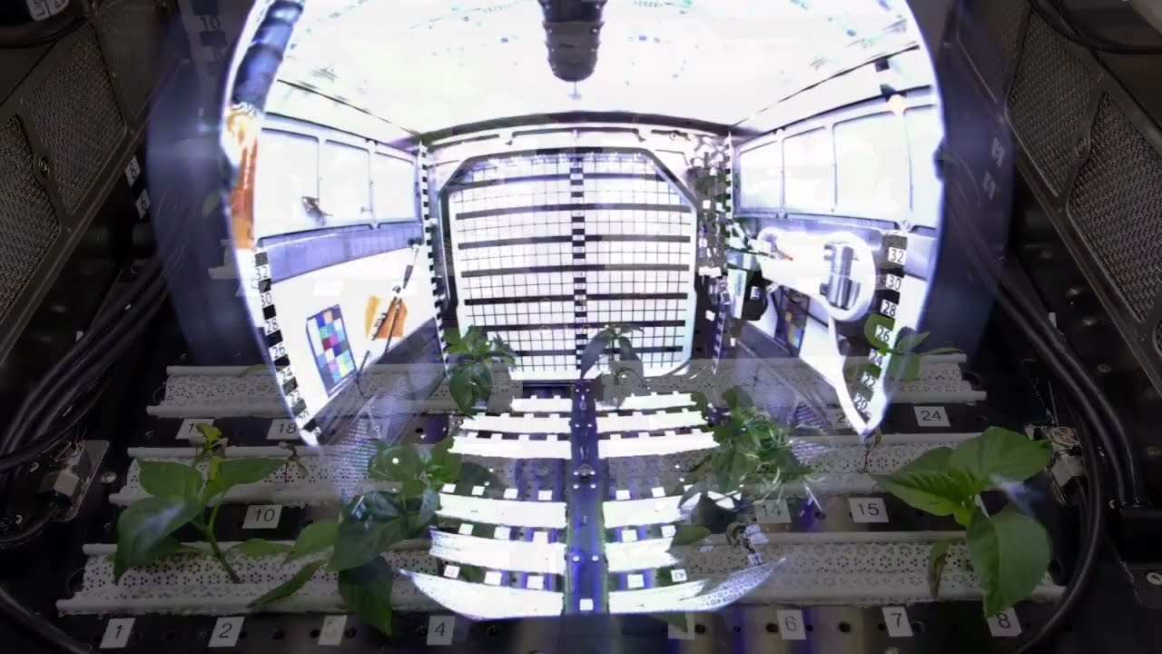 "Estábamos realmente sorprendidos": Este musgo sobrevivió 9 meses fuera de la ISS!