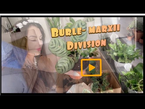 ctenanthe burle-marxii division/ propagate/ how- to