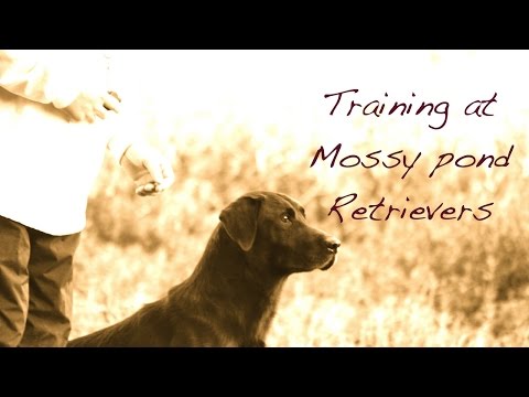 Field Trial Training : QAA Mossy Pond Retrievers