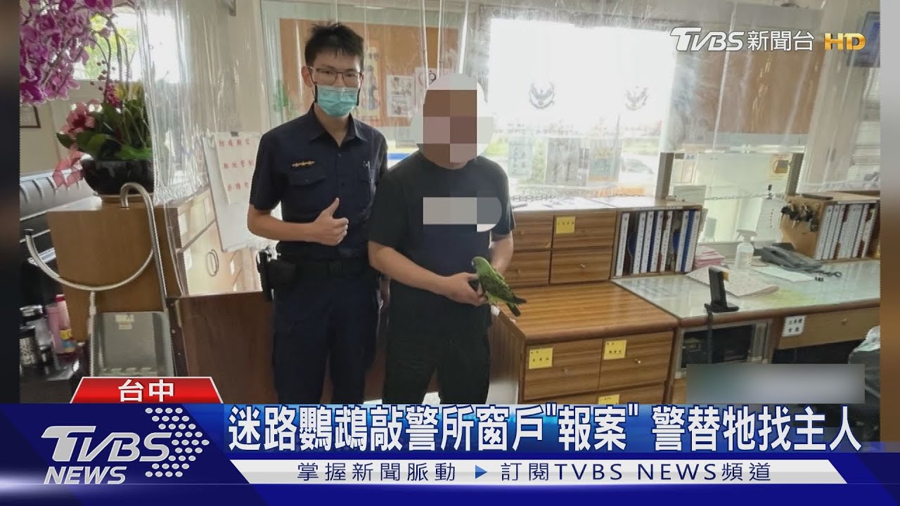 迷路鸚鵡敲警所窗戶「報案」 警替牠找主人
